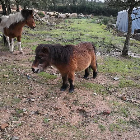 شاليه A Cantina Avec Piscine Proche D Ajaccio
