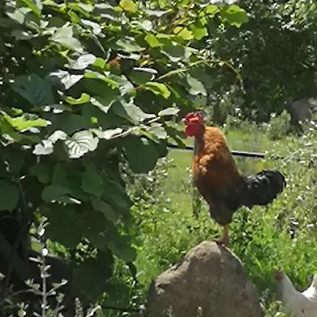 A Cantina Avec Piscine Proche D Ajaccio Chalet