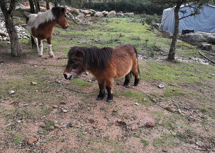 Alpesi faház A Cantina Avec Piscine Proche D Ajaccio