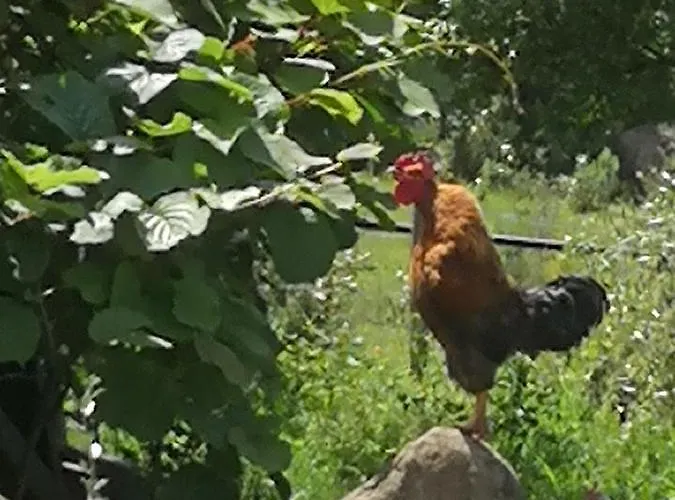 A Cantina Avec Piscine Proche D Ajaccio Alpesi faház